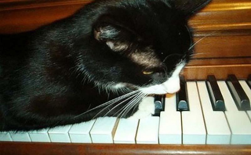 Service cats Service cats