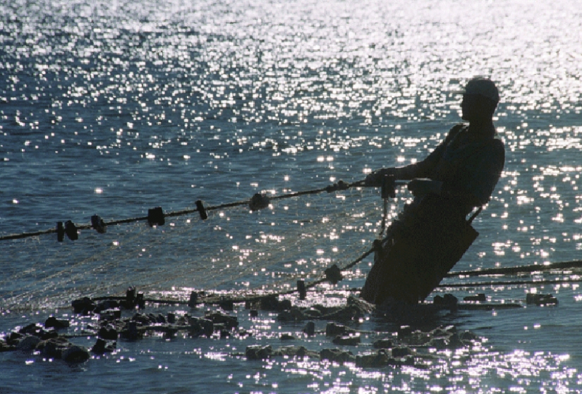 Service cats Service cats