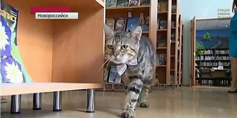 Service cats Service cats