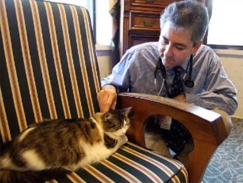 Service cats Service cats