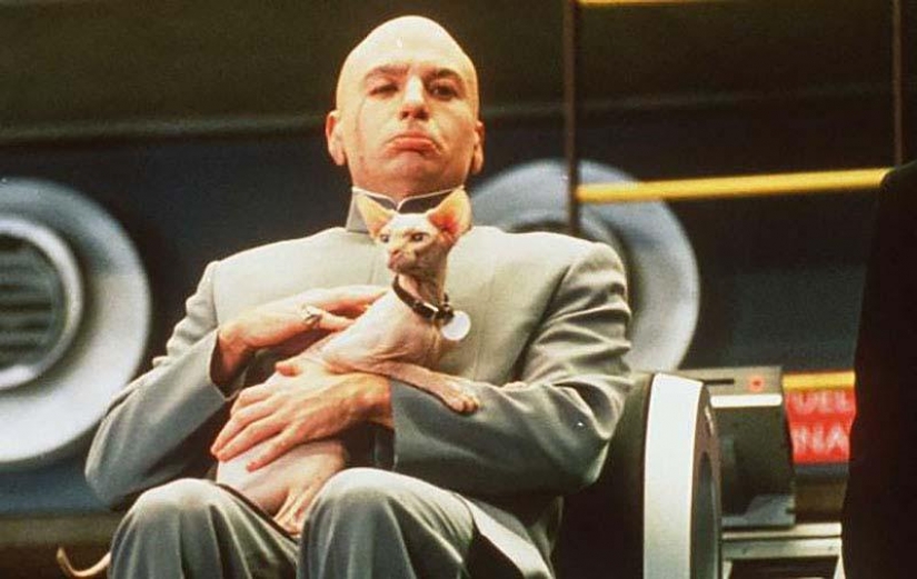 Servicio de gatos Servicio de gatos