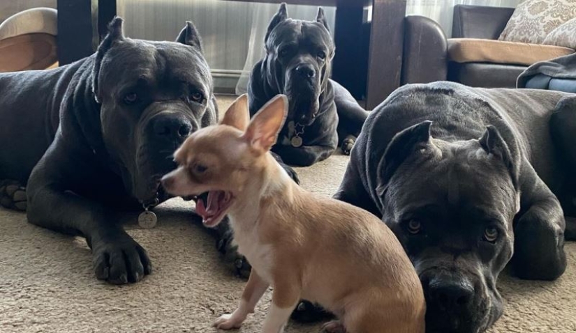 Shrimp, veal and quail eggs: Russians were outraged by the diet of one breeder's dogs