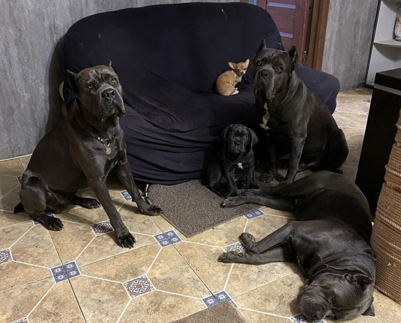 Shrimp, veal and quail eggs: Russians were outraged by the diet of one breeder's dogs