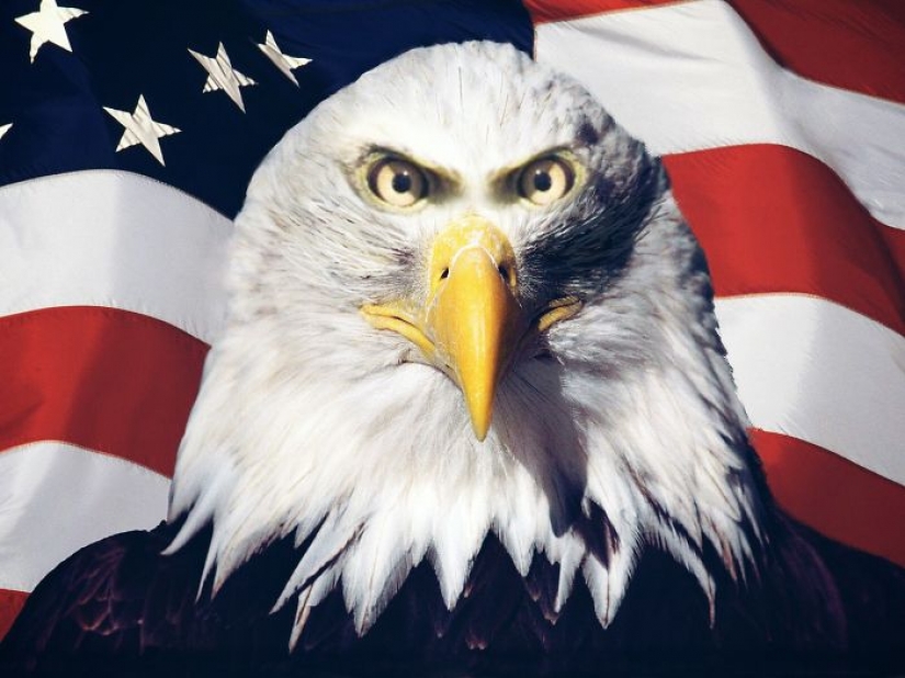 Si algunos animales tenía ojos en la frente, pero no en los lados Si algunos animales tenía ojos en la frente, pero no en los lados