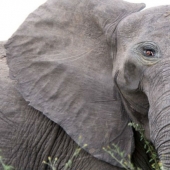 Si algunos animales tenía ojos en la frente, pero no en los lados