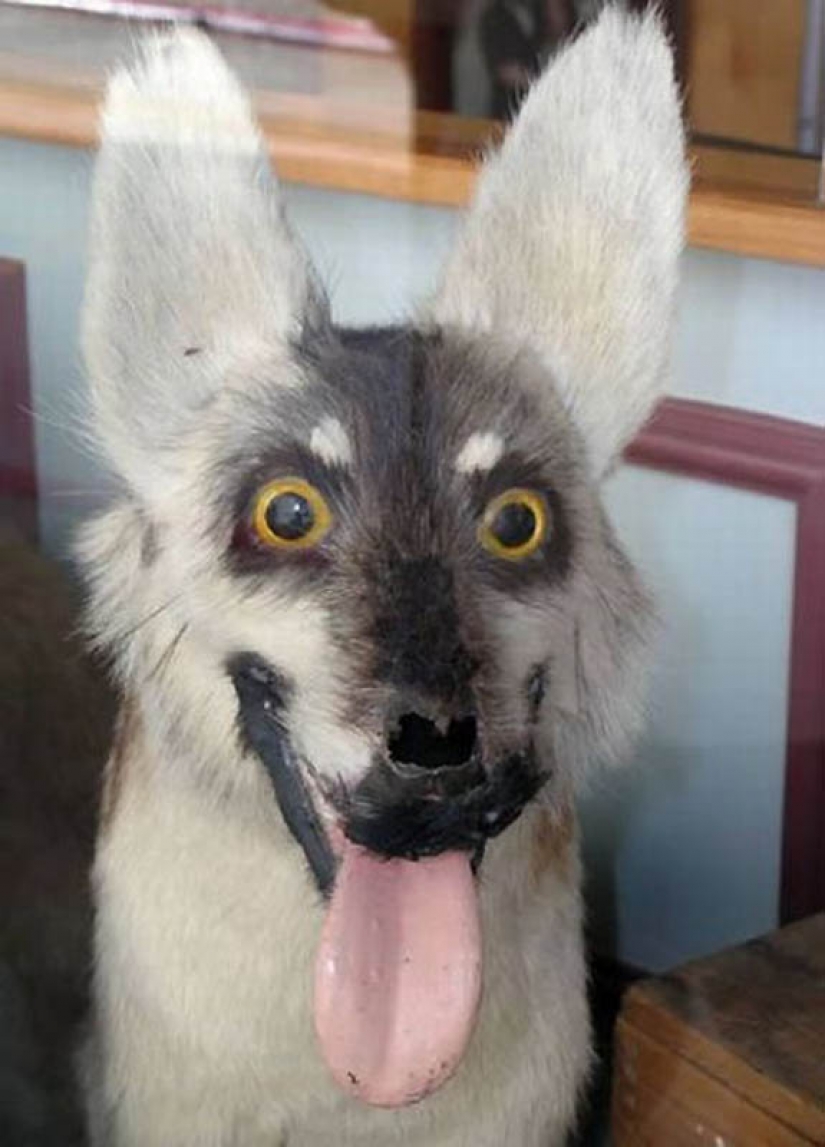 Silence of the Arctic foxes