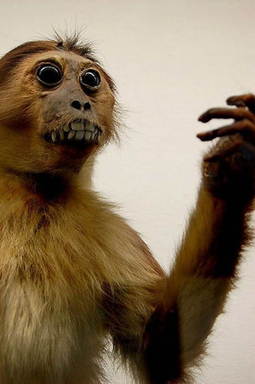 Silence of the Arctic foxes