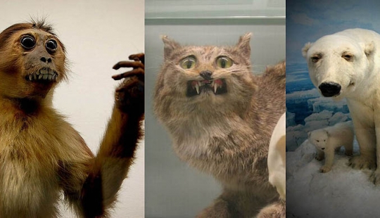 Silencio de los zorros árticos Silencio de los zorros árticos