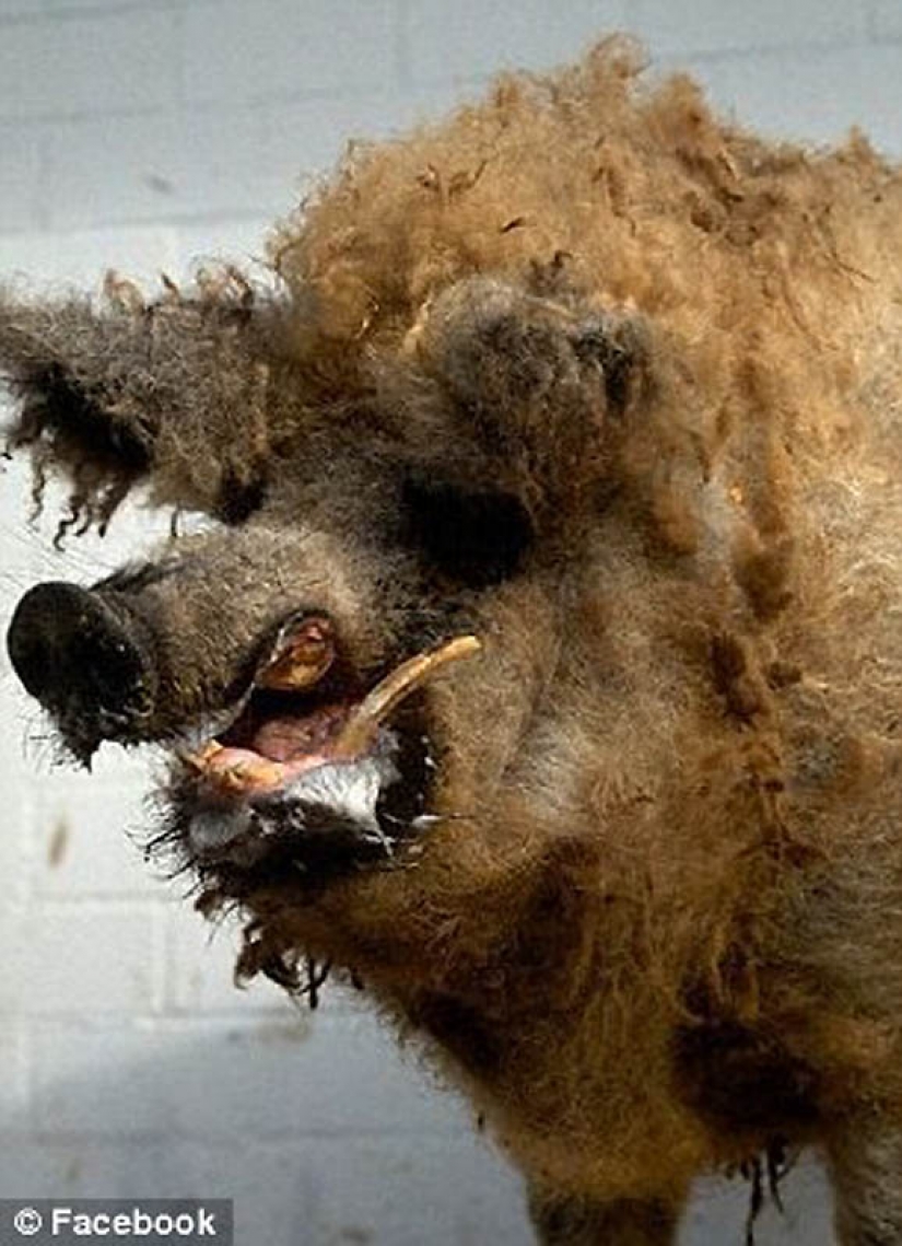 Silencio de los zorros árticos Silencio de los zorros árticos