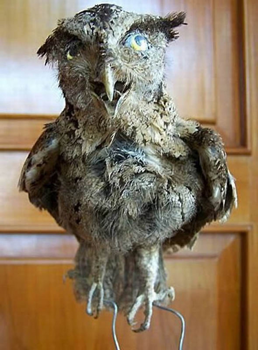 Silencio de los zorros árticos Silencio de los zorros árticos