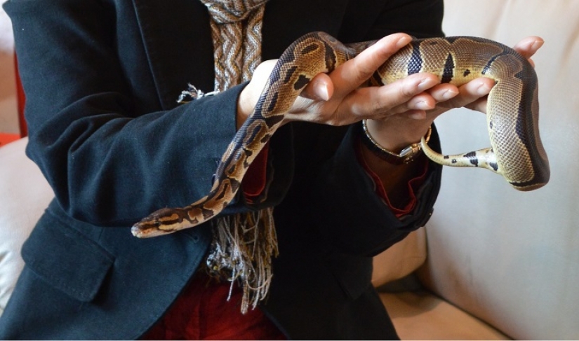Snake café en Japón - es espeluznante? ¡Todavía qué! Snake café en Japón - es espeluznante? ¡Todavía qué!