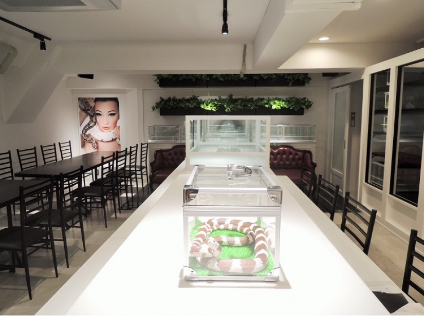 Snake cafe in Japan-is it creepy? Still what!