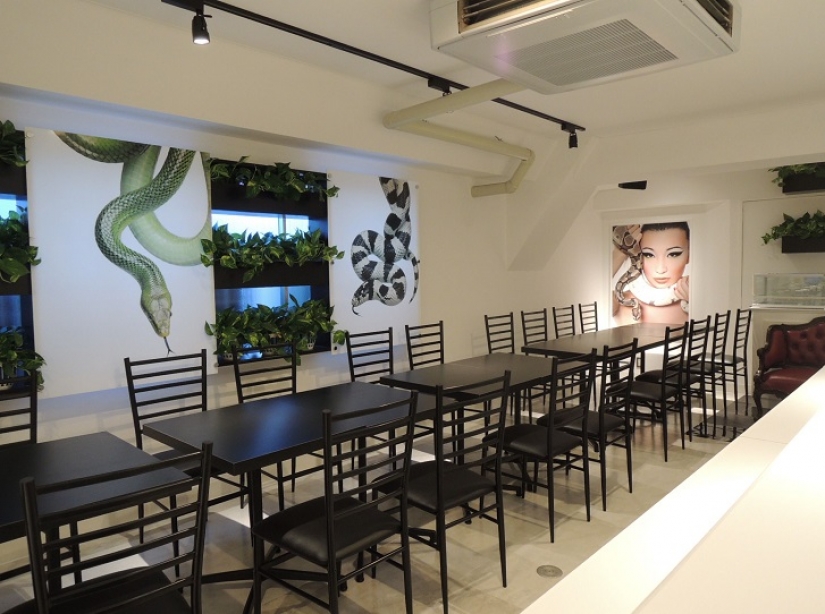 Snake cafe in Japan-is it creepy? Still what!