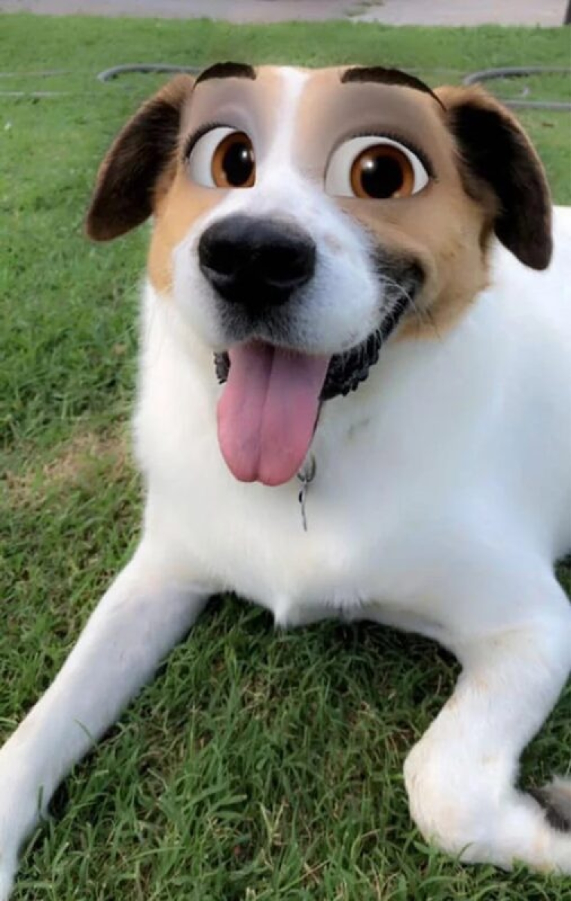 Snapchat ha Añadido un Nuevo Filtro De Cara De Dibujos Animados Que Hace Que Los Perros Se Vean Como Personajes De Disney