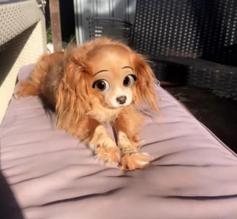 Snapchat ha Añadido un Nuevo Filtro De Cara De Dibujos Animados Que Hace Que Los Perros Se Vean Como Personajes De Disney