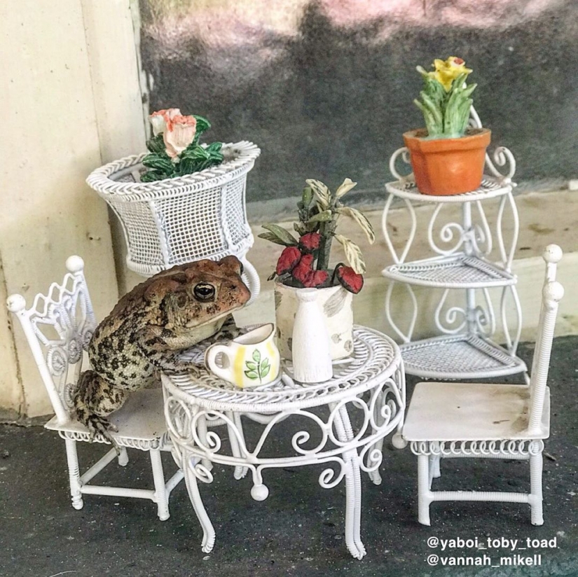 So waited for: toad Toby is a rising star of the Internet