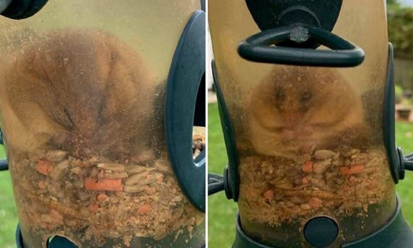 Someone eats too much: a rodent got into a bird feeder and got stuck