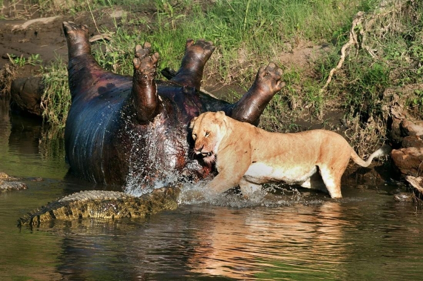 Stunning footage of the confrontation lions and crocodiles Stunning footage of the confrontation lions and crocodiles