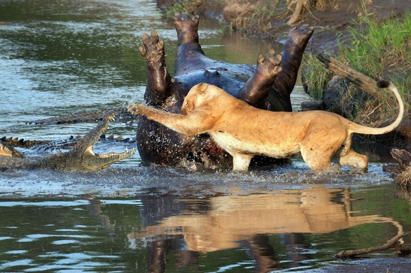 Stunning footage of the confrontation lions and crocodiles Stunning footage of the confrontation lions and crocodiles