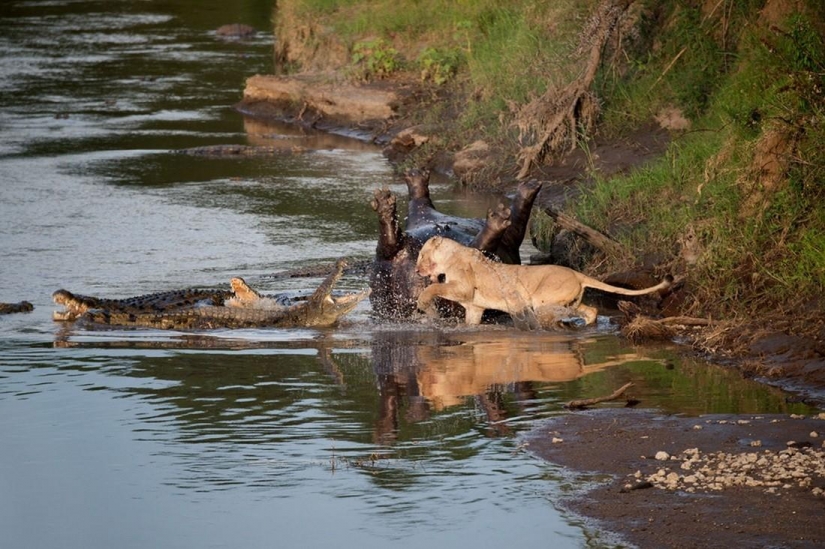 Stunning footage of the confrontation lions and crocodiles Stunning footage of the confrontation lions and crocodiles