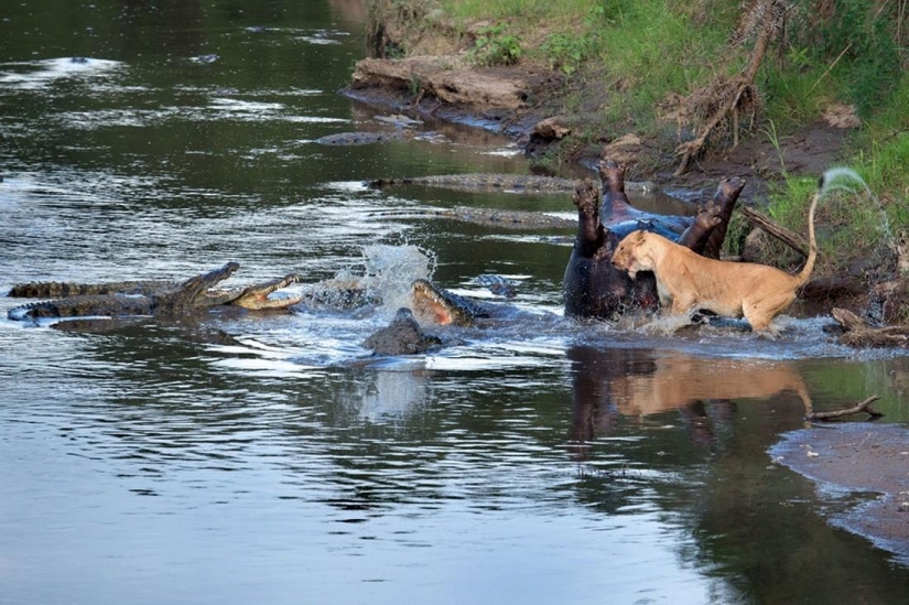 Stunning footage of the confrontation lions and crocodiles Stunning footage of the confrontation lions and crocodiles