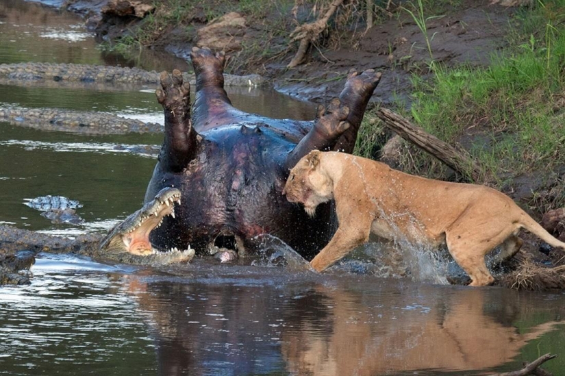 Stunning footage of the confrontation lions and crocodiles Stunning footage of the confrontation lions and crocodiles