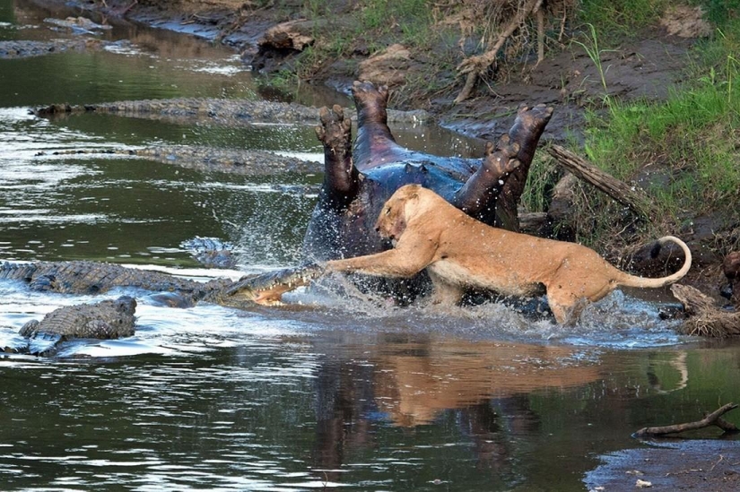 Stunning footage of the confrontation lions and crocodiles Stunning footage of the confrontation lions and crocodiles