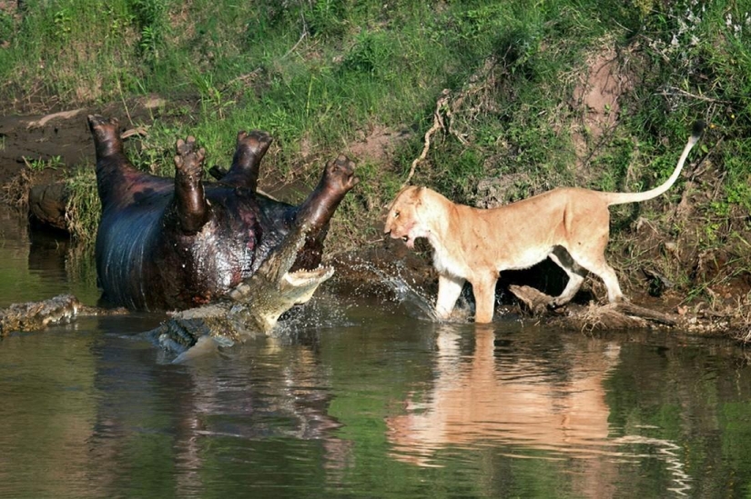 Stunning footage of the confrontation lions and crocodiles Stunning footage of the confrontation lions and crocodiles