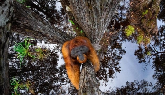 Stunning photo of an orangutan, a crocodile fishing, and an enchanting island: incredible photography winners in the nature photography competition