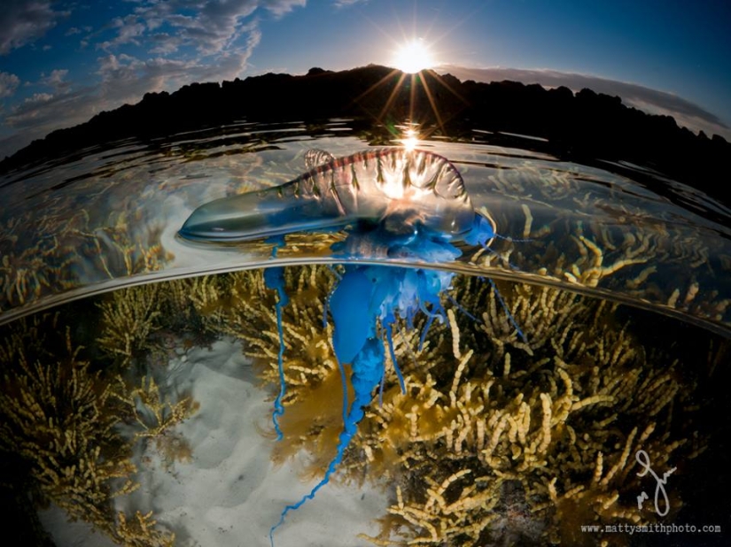 Stunning photos taken simultaneously above and below the water Stunning photos taken simultaneously above and below the water