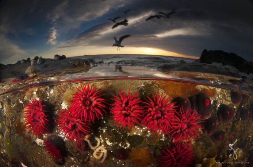 Stunning photos taken simultaneously above and below the water Stunning photos taken simultaneously above and below the water