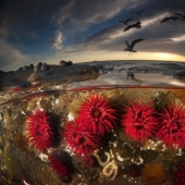 Stunning photos taken simultaneously above and below the water