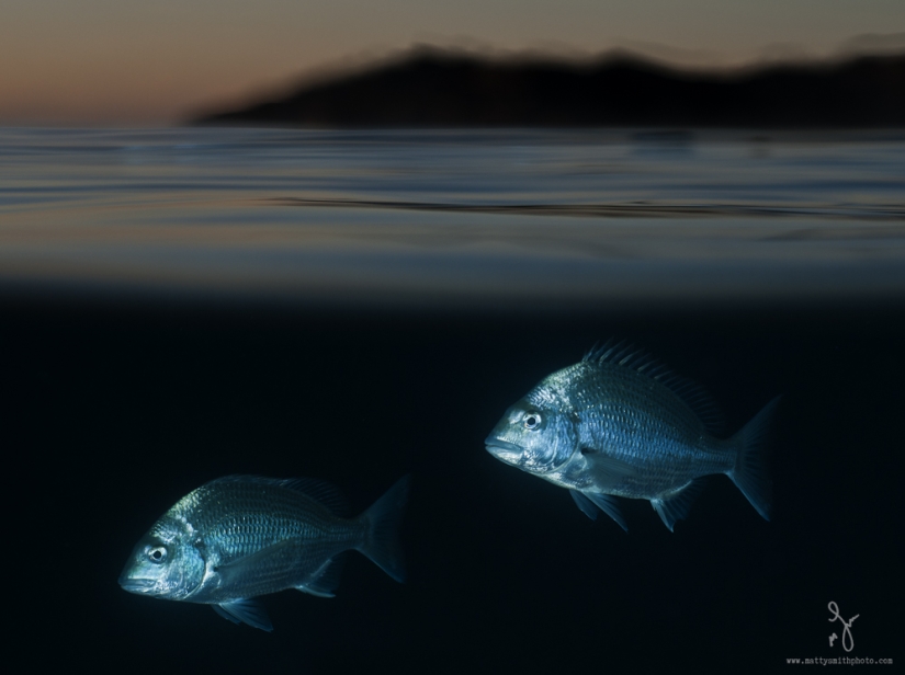 Stunning photos taken simultaneously above and below the water Stunning photos taken simultaneously above and below the water