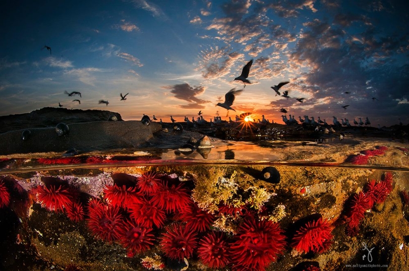 Stunning photos taken simultaneously above and below the water Stunning photos taken simultaneously above and below the water