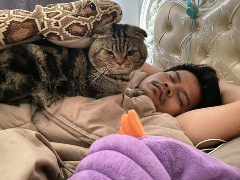 Surprisingly charming cat "stole" from the wife of her husband and she showed it in the photo