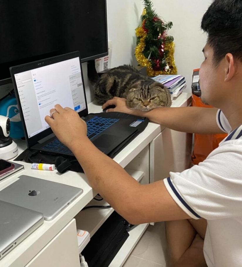 Surprisingly charming cat "stole" from the wife of her husband and she showed it in the photo