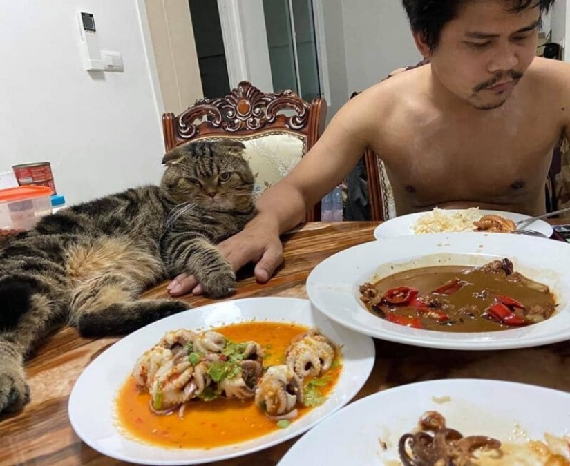 Surprisingly charming cat "stole" from the wife of her husband and she showed it in the photo
