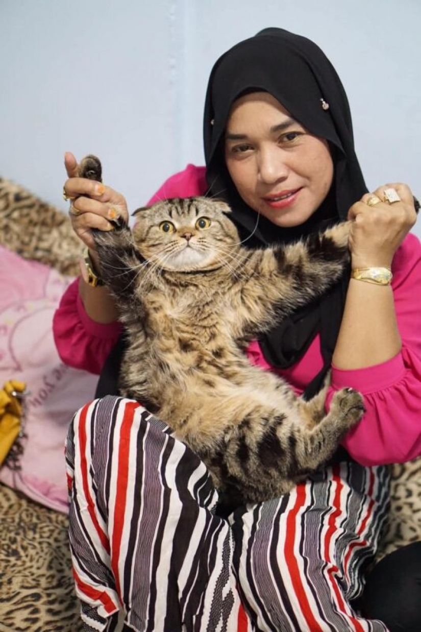 Surprisingly charming cat "stole" from the wife of her husband and she showed it in the photo