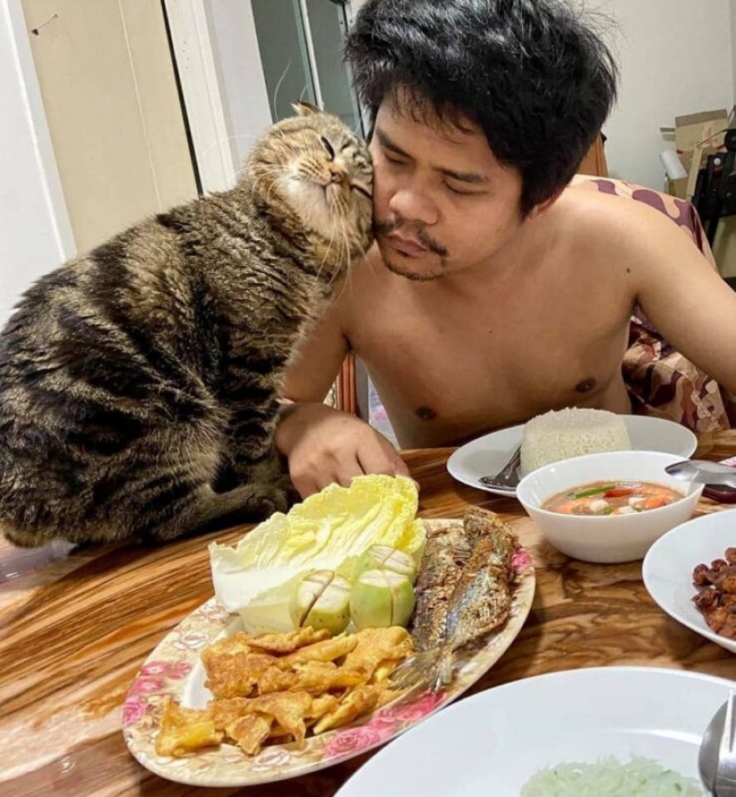 Surprisingly charming cat "stole" from the wife of her husband and she showed it in the photo