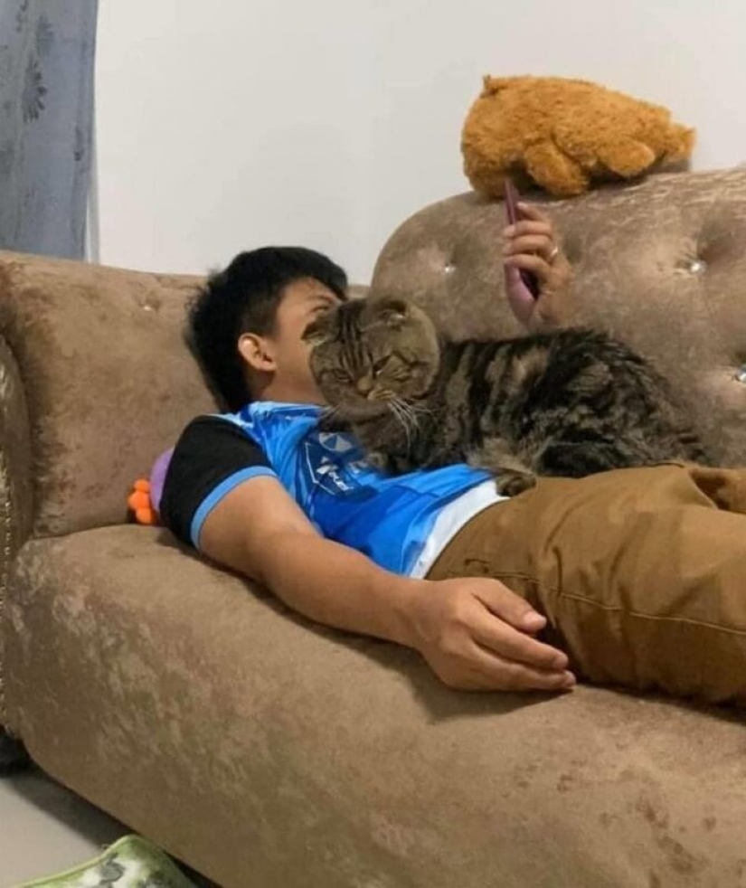 Surprisingly charming cat "stole" from the wife of her husband and she showed it in the photo