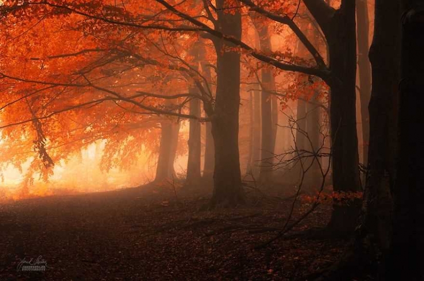 Surreal autumn forest in photos of Janek Sedlar