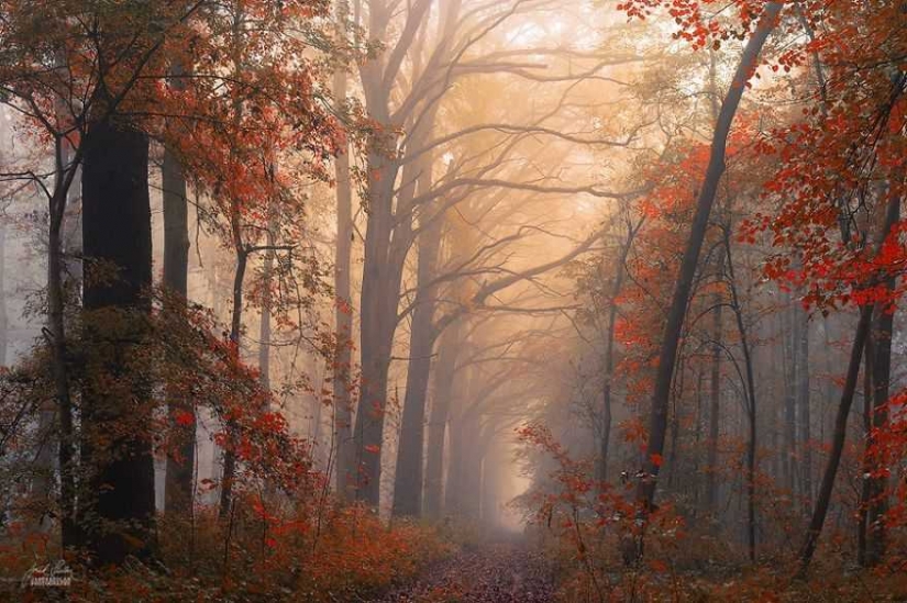 Surreal autumn forest in photos of Janek Sedlar