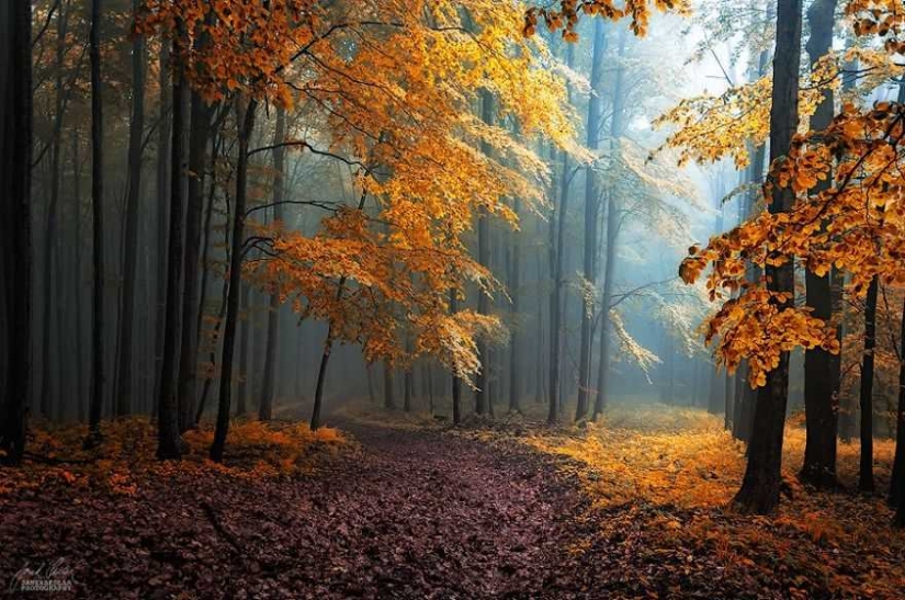 Surreal autumn forest in photos of Janek Sedlar
