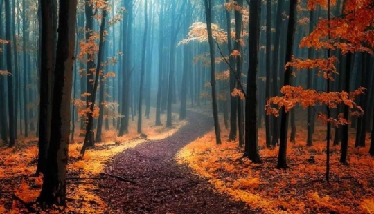 Surreal autumn forest in photos of Janek Sedlar