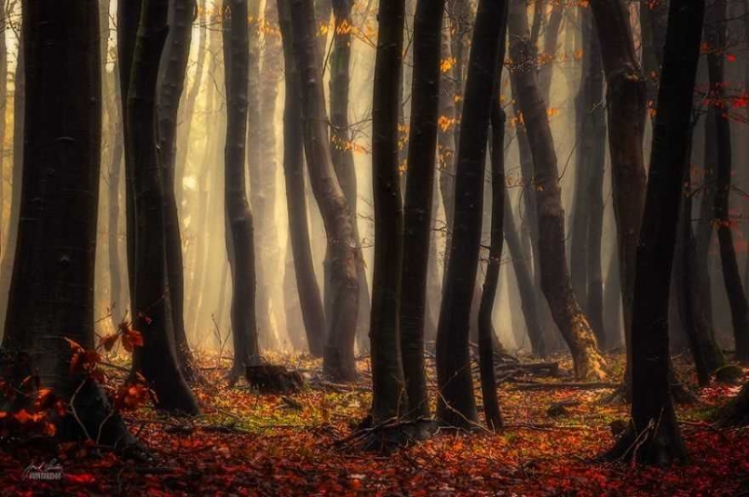 Surrealista bosque de otoño en las fotos de Janek Sedlar Surrealista bosque de otoño en las fotos de Janek Sedlar