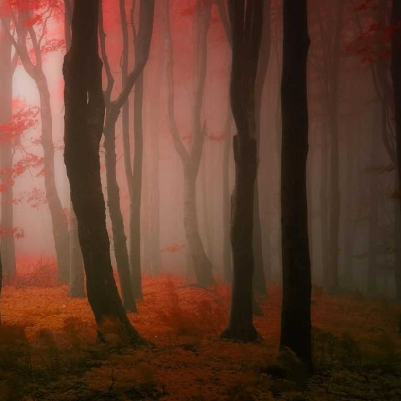 Surrealista bosque de otoño en las fotos de Janek Sedlar Surrealista bosque de otoño en las fotos de Janek Sedlar