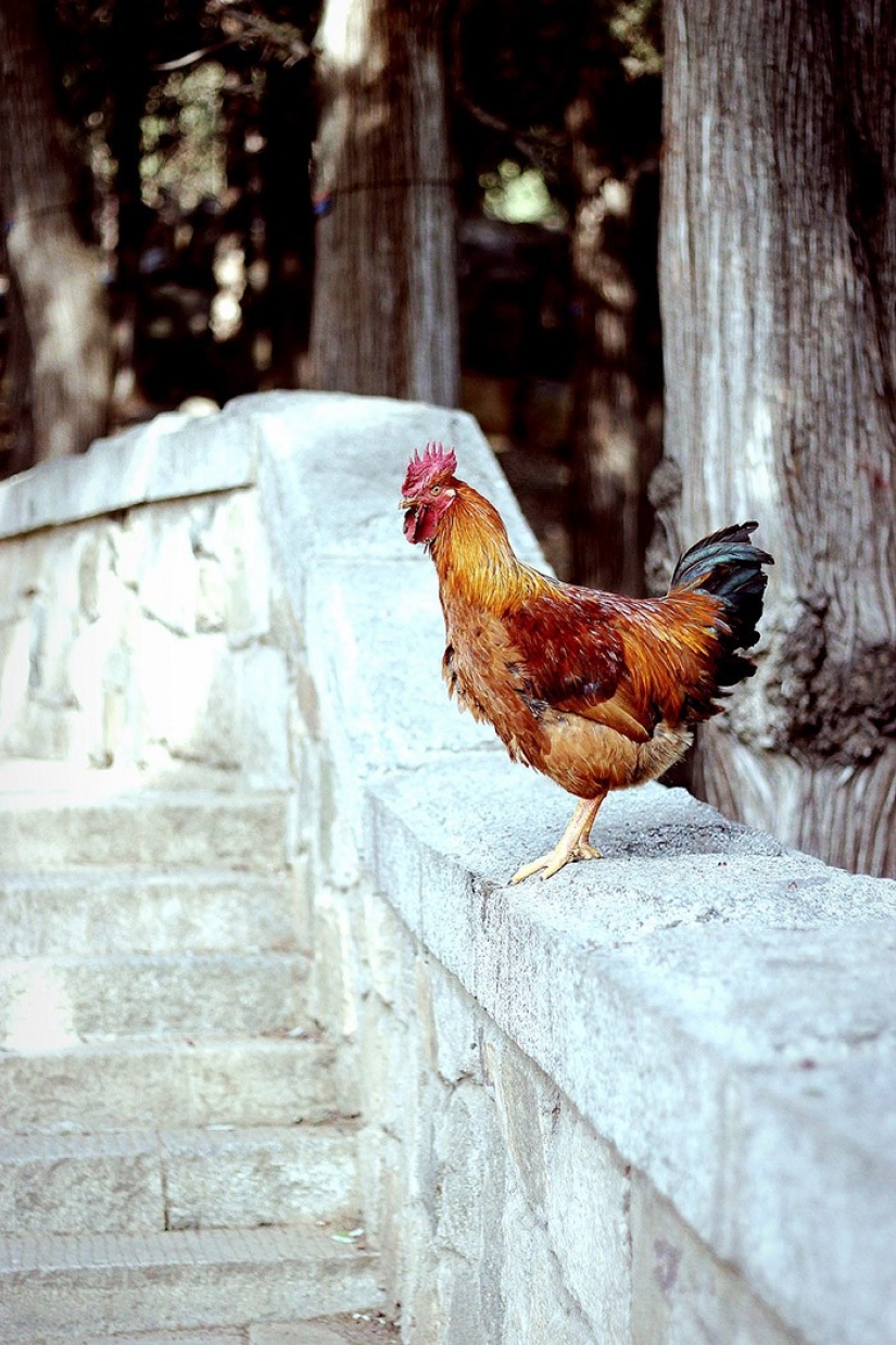 Taishan. Montaña del Amanecer Taishan. Montaña del Amanecer