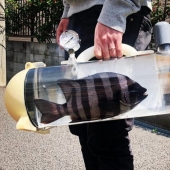 Take a walk, fish, big and small! Japan has created a transparent carrier bag for live fish