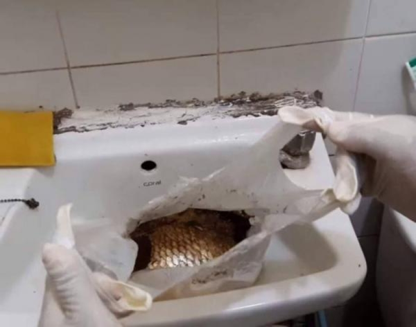 Thai police broke the door "fragrant" apartment, but there was not a corpse Thai police broke the door "fragrant" apartment, but there was not a corpse