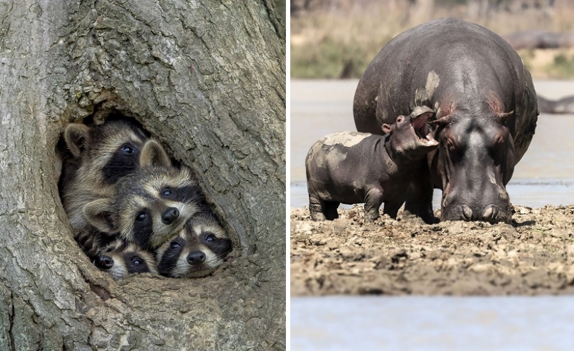 The 11 best works of the Comedy Wildlife Photography Awards 2021